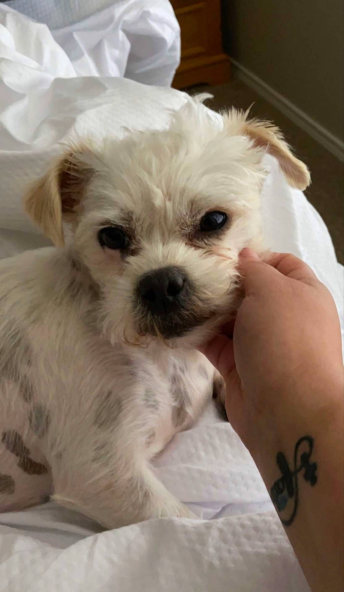 Snowie joined the competition — help win amazing prizes! bichon, bolognese, bolonka, canidae, carnivore, companion_dog, dog, dog_breed, mal_shi, maltepoo, maltese, mammal, morkie, puppy, puppy_love, schnoodle, skin, snout, toy_dog, vertebrate