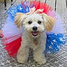 animal, blue, celebration, collar, costume, cute, dog, fluffy, fur, happy, outdoor, pet, playful, red, rug, small_dog, smiling, stars, tutu, white