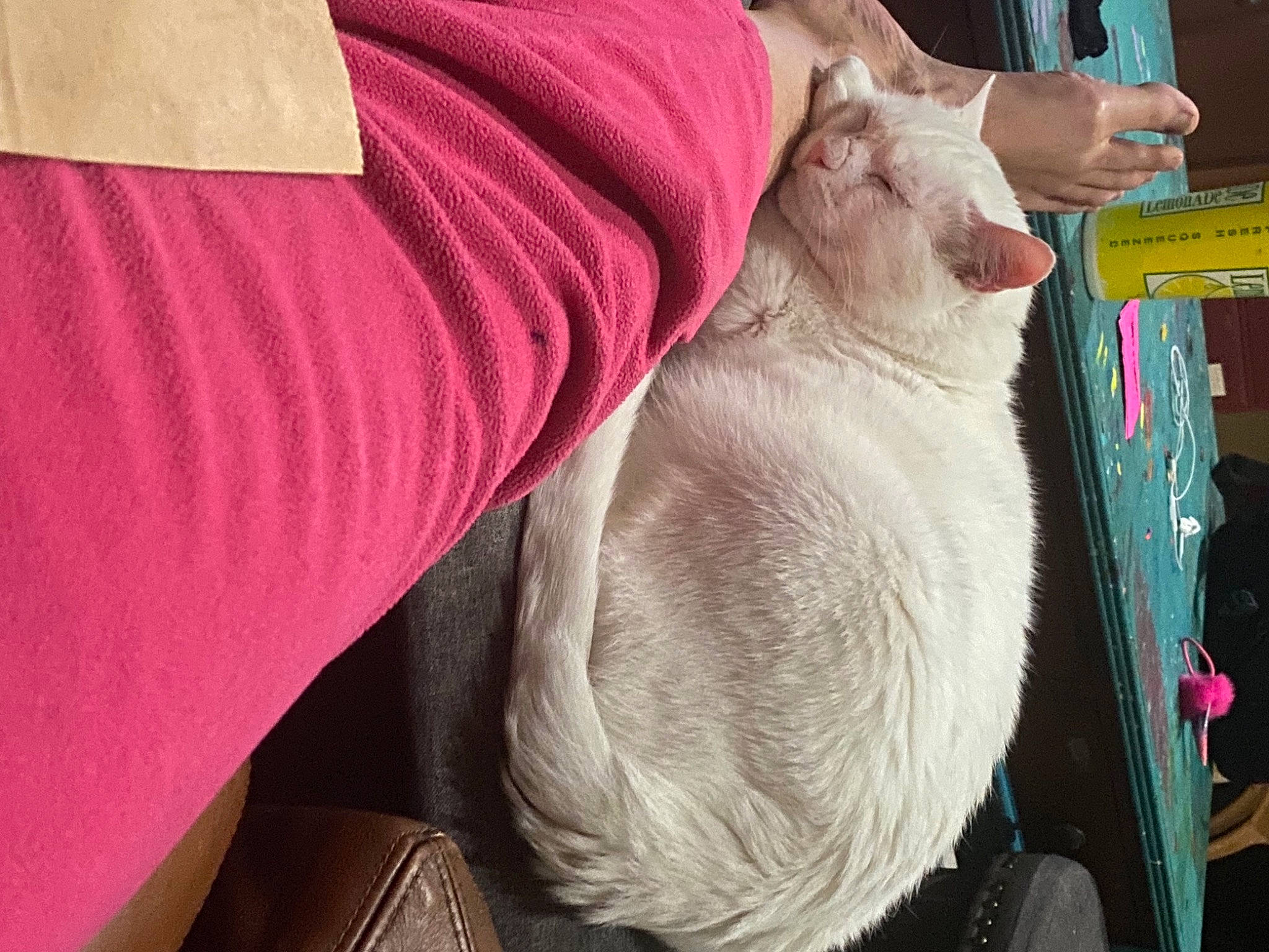 Buddy And Steve is registered to the contest to win money with this photo: canidae, carnivore, cat, collar, comfort, companion_dog, dog_breed, domestic_short_haired_cat, fawn, felidae, fur, gesture, human_leg, magenta, sleeve, small_to_medium_sized_cats, snout, sporting_group, tail, whiskers