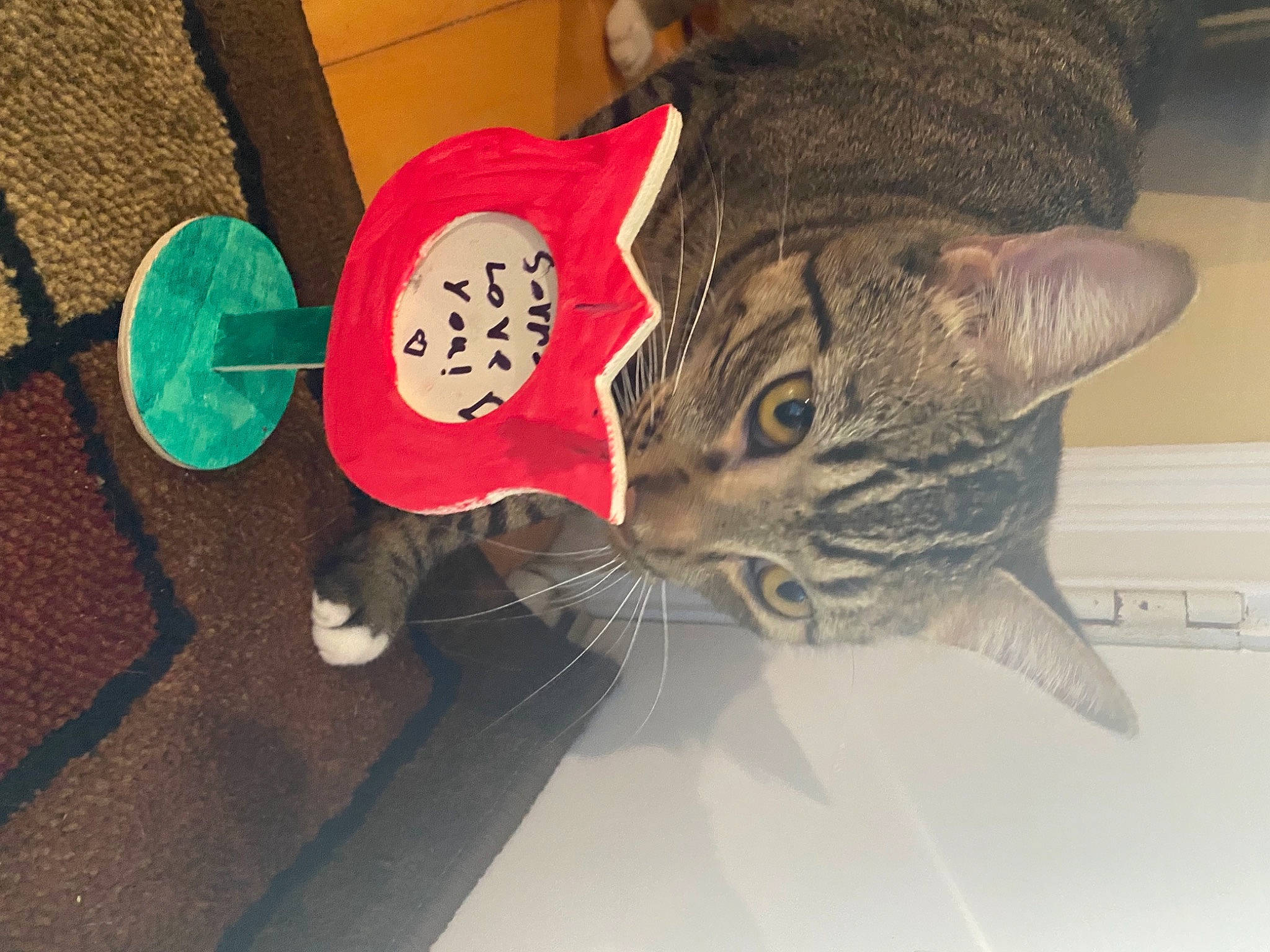 Buddy And Steve is registered to the contest to win money with this photo: carmine, carnivore, cat, comfort, domestic_short_haired_cat, ear, fashion_accessory, felidae, flooring, foot, fur, hat, human_leg, leg, pattern, small_to_medium_sized_cats, tail, tree, visual_arts, whiskers