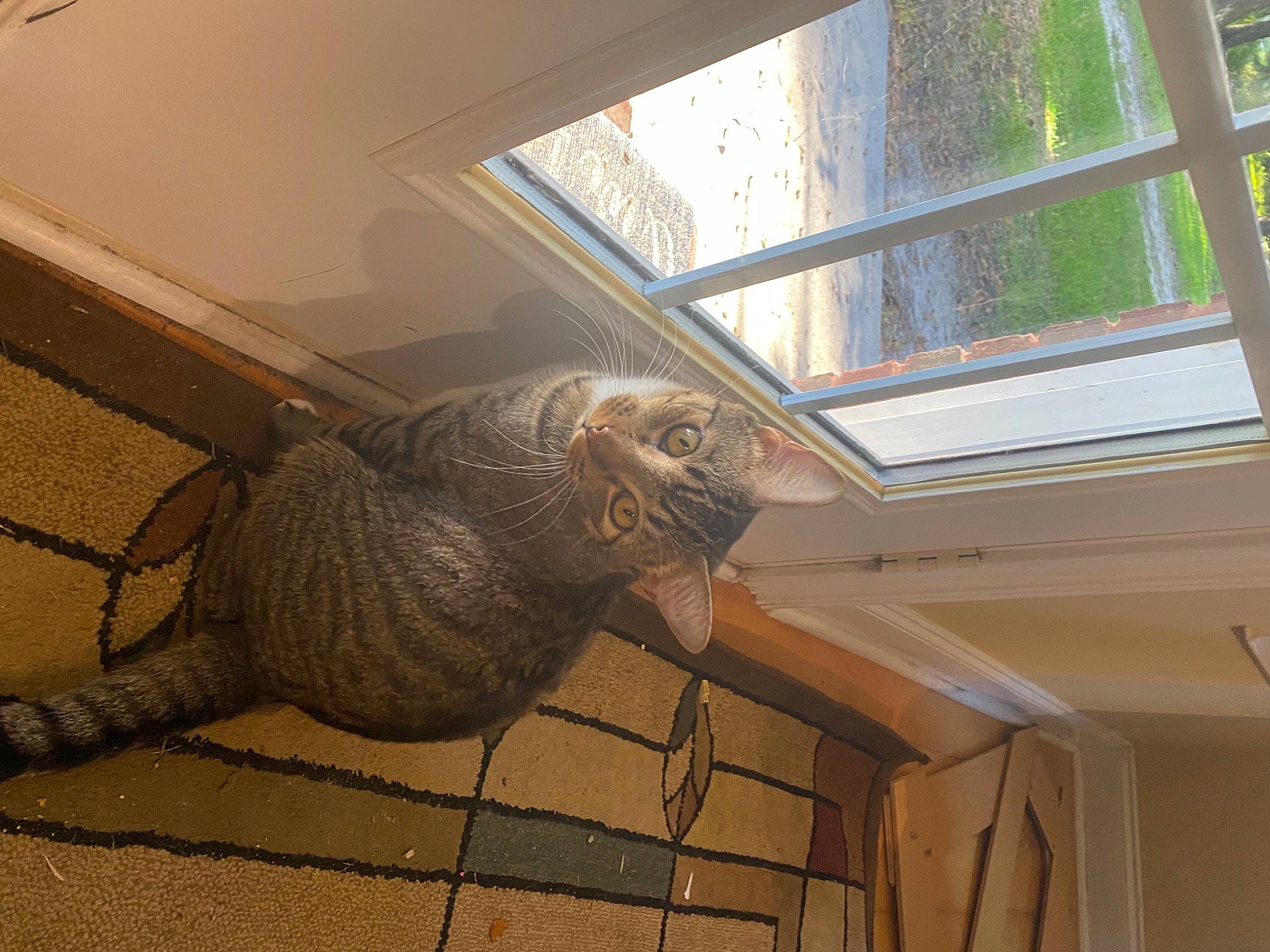 Buddy And Steve is registered to the contest to win money with this photo: art, building, ceiling, elephants_and_mammoths, fixture, floor, flooring, hardwood, house, metal, reptile, room, sculpture, shade, tail, terrestrial_animal, visual_arts, window, wood, working_animal