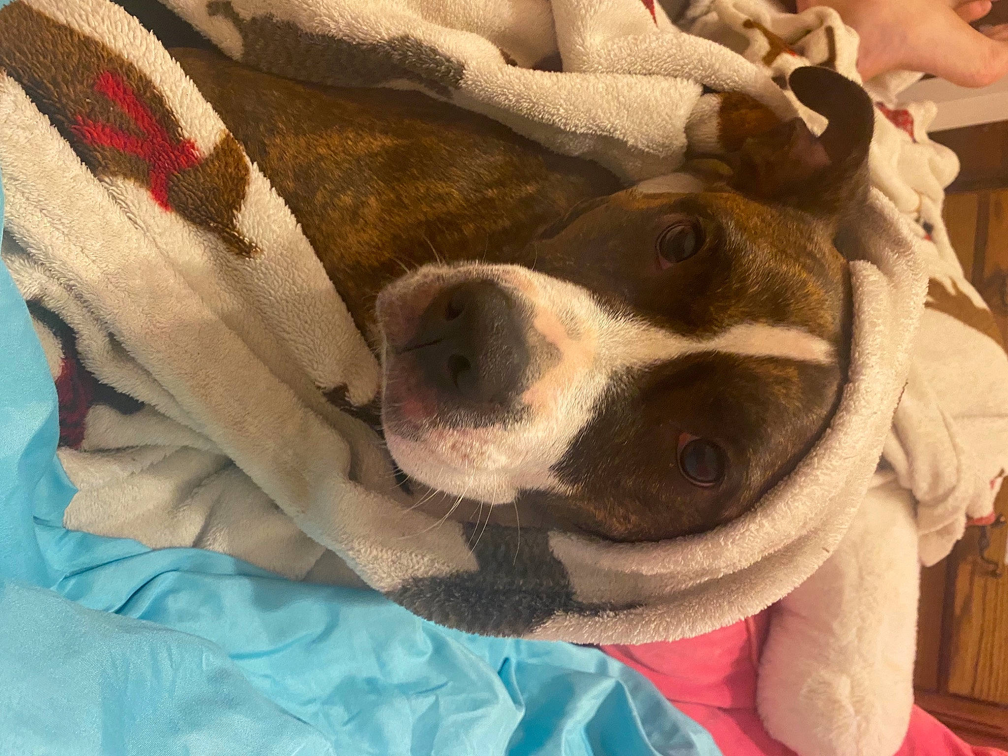 Bella joined the competition — help win amazing prizes! canidae, carnivore, collar, comfort, companion_dog, dog, dog_breed, dog_supply, fawn, fur, jaw, linens, pattern, paw, selfie, snout, sporting_group, sunglasses, whiskers, working_animal