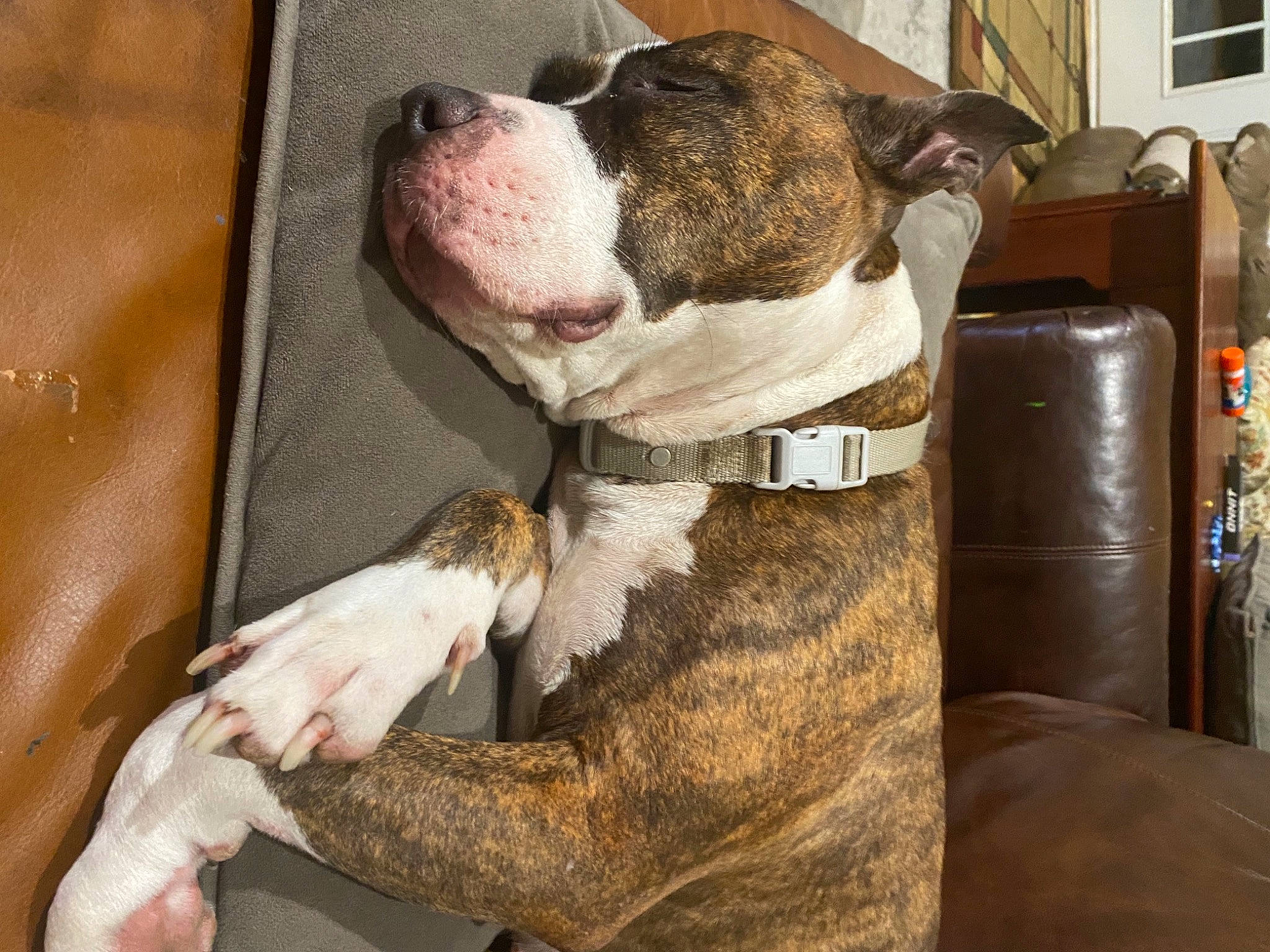 Bella joined the competition — help win amazing prizes! bulldog, carnivore, collar, comfort, companion_dog, dog, dog_breed, dog_collar, dog_supply, fawn, fur, liver, molosser, olde_english_bulldogge, pet_supply, snout, sporting_group, whiskers, window, working_animal