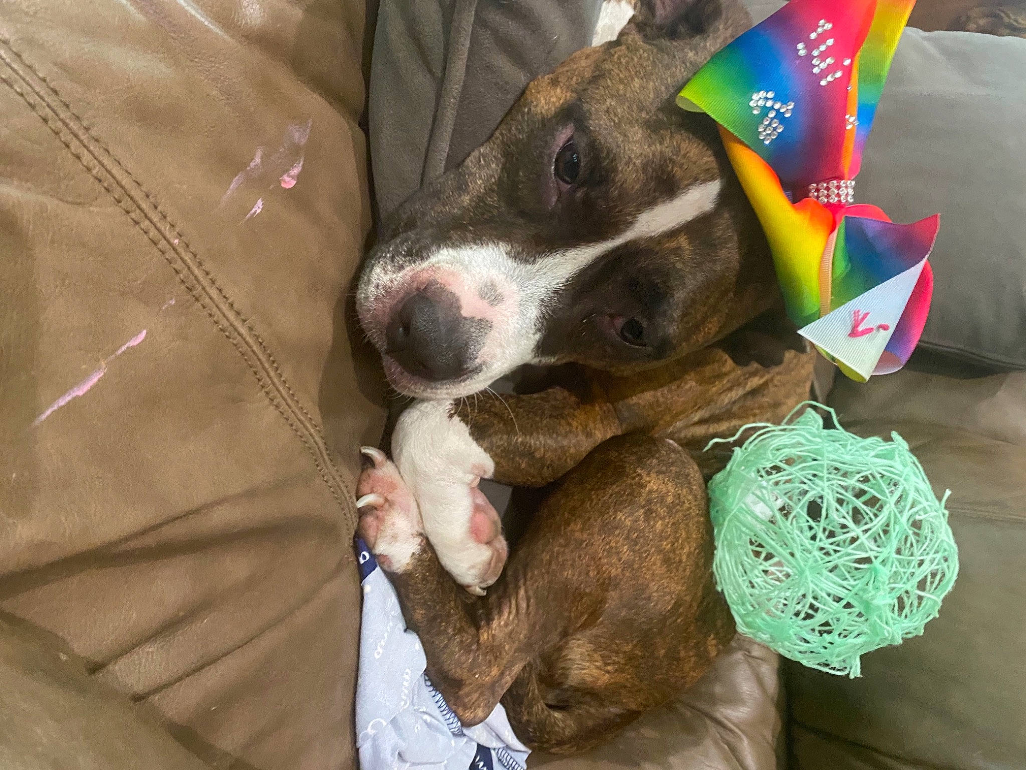 Bella joined the competition — help win amazing prizes! canidae, carnivore, collar, comfort, companion_dog, dog, dog_breed, dog_collar, dog_supply, dog_toy, fawn, fur, non_sporting_group, paw, pet_supply, snout, sporting_group, wool, woolen, working_animal