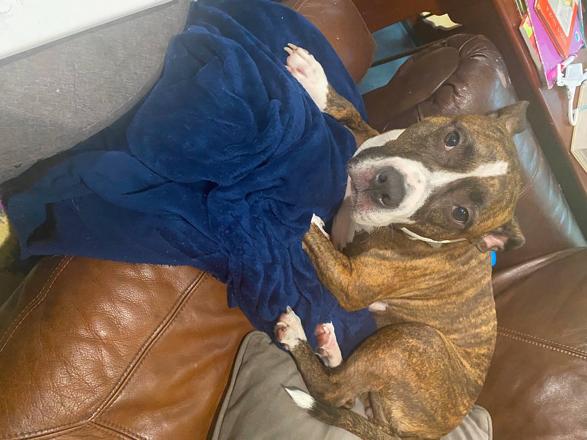 Bella joined the competition — help win amazing prizes! canidae, carnivore, comfort, companion_dog, couch, dog, dog_breed, dog_collar, ear, electric_blue, fawn, felidae, fur, human_leg, lap, leather_jacket, snout, sporting_group, whiskers, working_animal