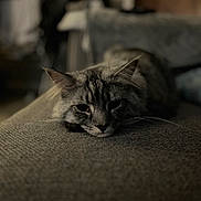Binx joined the competition — help win amazing prizes! cat, tabby, gray_cat, resting, indoor, feline, pet, texture, soft_light, closeup, animal, sleepy, relaxed, cozy, whiskers, ears, face, fur, home, quiet