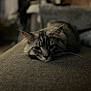 cat, tabby, gray_cat, resting, indoor, feline, pet, texture, soft_light, closeup, animal, sleepy, relaxed, cozy, whiskers, ears, face, fur, home, quiet