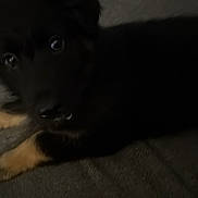 Nova is registered to the contest to win money with this photo: dog, black_dog, paws, couch, indoor, pet, animal, lying_down, fur, canine, relaxed, looking, dark, low_light, home, furniture, companion, mammal, resting, closeup