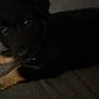 animal, black_dog, canine, closeup, companion, couch, dark, dog, fur, furniture, home, indoor, looking, low_light, lying_down, mammal, paws, pet, relaxed, resting