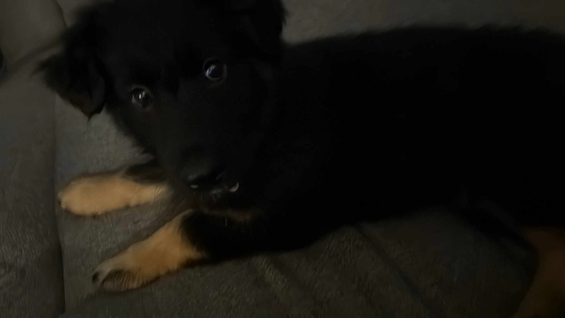 Nova