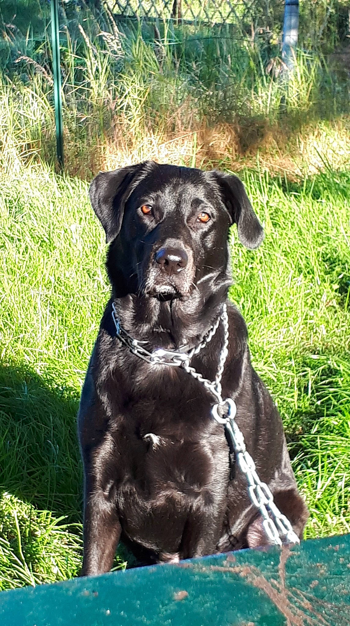 Laïka participe au concours pour gagner de l'argent avec cette photo : borador, canidae, carnivore, collar, companion_dog, dog, dog_breed, dog_collar, fawn, grass, groundcover, guard_dog, gun_dog, liver, plant, snout, sporting_group, tail, terrestrial_animal, working_animal