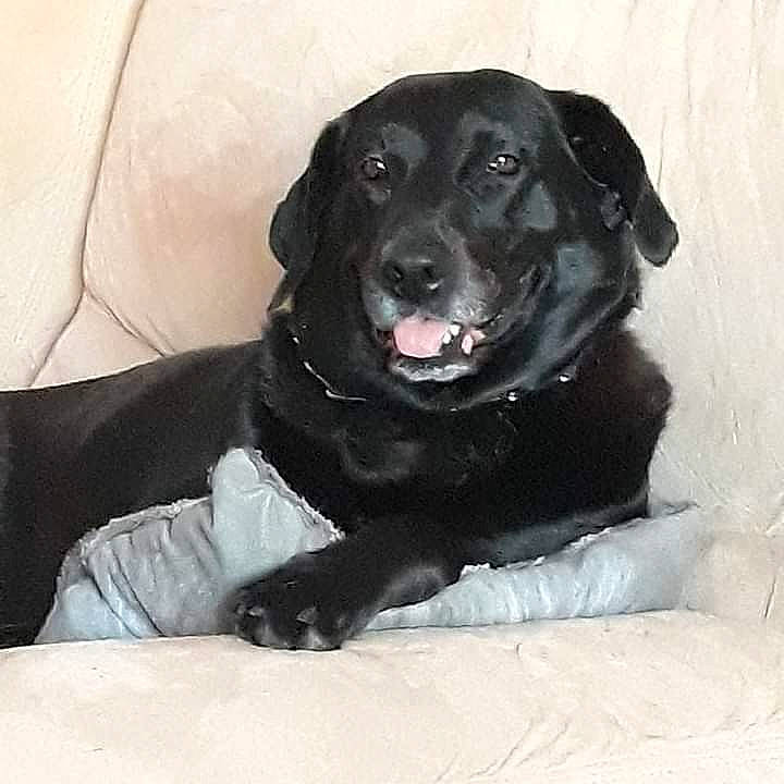 Laïka