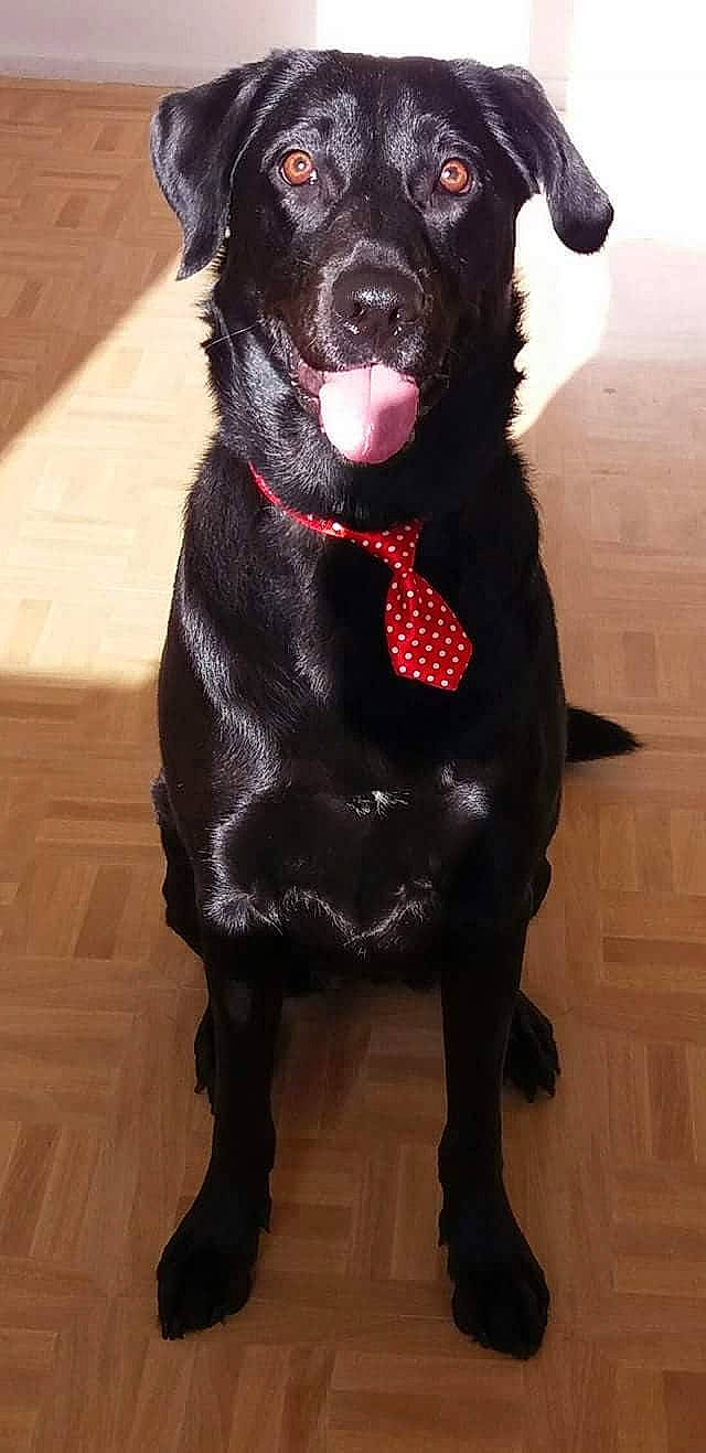 Laïka participe au concours pour gagner de l'argent avec cette photo : borador, canidae, carmine, carnivore, collar, companion_dog, dog, dog_breed, dog_collar, dog_supply, flooring, fur, non_sporting_group, pet_supply, snout, sporting_group, tail, terrestrial_animal, whiskers, working_animal