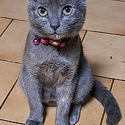 Benti a rejoint le concours — aidez-le/la à gagner de superbes lots ! cat, gray_cat, pet, animal, feline, collar, pink_collar, sitting, indoor, tile_floor, curious, looking_at_camera, fur, whiskers, ears, tail, cute, domestic_animal, mammal, young_cat
