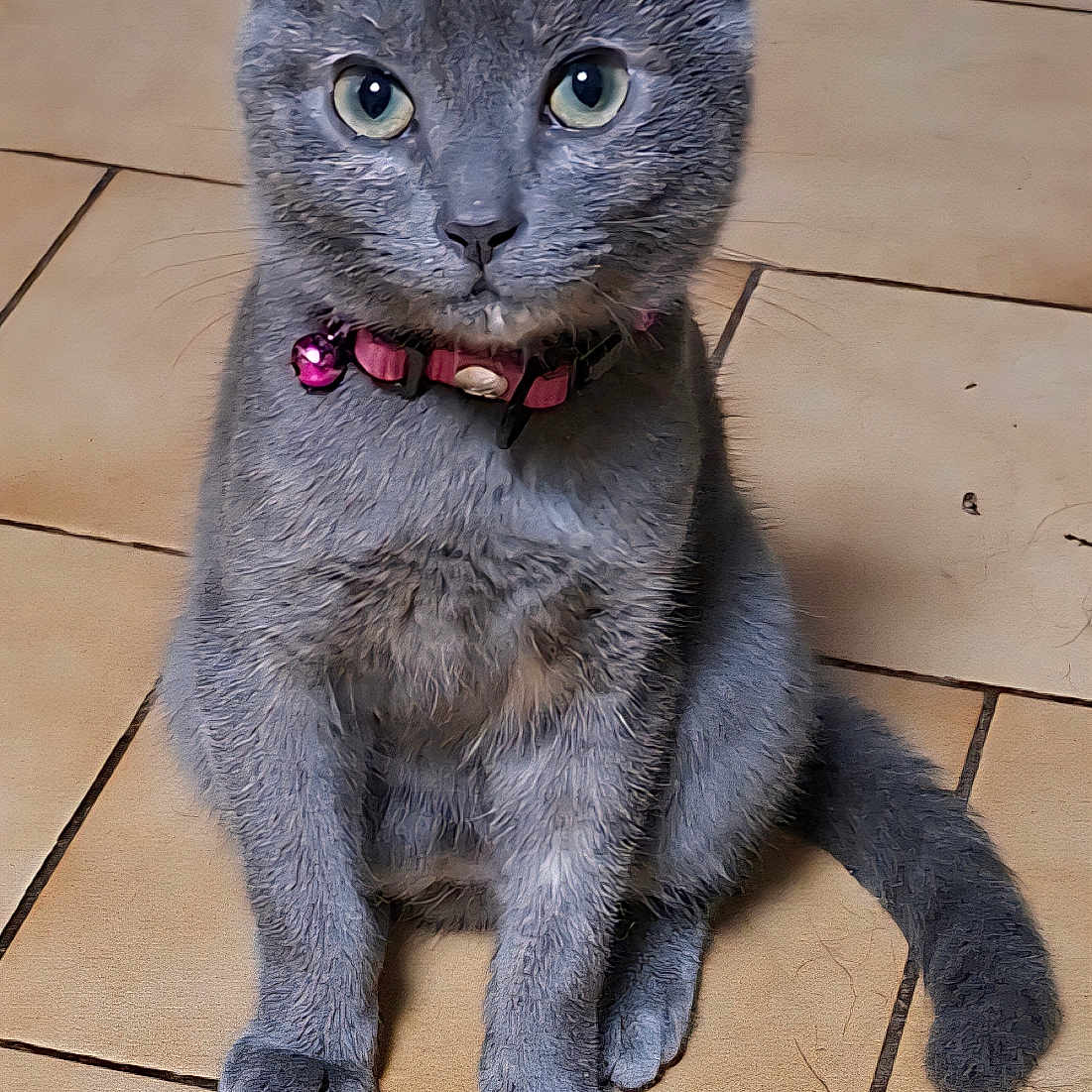 Benti a rejoint le concours — aidez-le/la à gagner de superbes lots ! cat, gray_cat, pet, animal, feline, collar, pink_collar, sitting, indoor, tile_floor, curious, looking_at_camera, fur, whiskers, ears, tail, cute, domestic_animal, mammal, young_cat