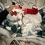 Wynter joined the competition — help win amazing prizes! dog, white_dog, sleeping, red_sweater, bow, blanket, hand, manicured_nails, cozy, indoor, pet, fur, curled_up, resting, holiday, festive, comfort, soft_texture, nap, cute