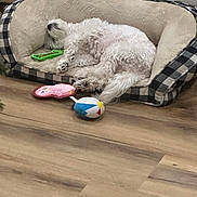 Wynter joined the competition — help win amazing prizes! dog, sleeping, dog_bed, plush, white_fur, toy, floor, wooden_floor, cozy, pet, indoor, relaxing, cute, fluffy, animal, resting, comfort, home, checkered_pattern, soft