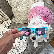 Wynter joined the competition — help win amazing prizes! accessory, bow, carpet, couch, cute, decor, dog, fluffy, furniture, hand, indoor, pet, pink_bow, pink_tutu, playful, plush_sunglasses, sitting, toy, tutu, white_dog
