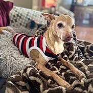 Reco joined the competition — help win amazing prizes! dog, pet, indoor, blanket, pillow, striped_shirt, small_dog, cozy, resting, curious, furniture, living_room, fur, canine, comfort, home, animal, alert, relaxed, cute