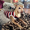 dog, pet, indoor, blanket, pillow, striped_shirt, small_dog, cozy, resting, curious, furniture, living_room, fur, canine, comfort, home, animal, alert, relaxed, cute