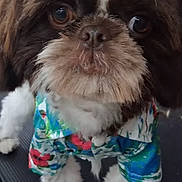 Gizmo joined the competition — help win amazing prizes! adorable, animal, brown, close_up, clothing, colorful, cute, dog, eyes, face, fur, indoor, looking, pet, portrait, shih_tzu, shirt, small_dog, standing, white