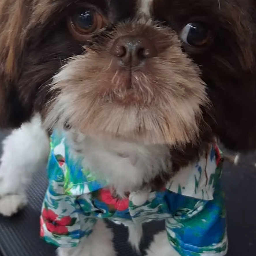 Gizmo joined the competition — help win amazing prizes! adorable, animal, brown, close_up, clothing, colorful, cute, dog, eyes, face, fur, indoor, looking, pet, portrait, shih_tzu, shirt, small_dog, standing, white