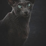 Raya a rejoint le concours — aidez-le/la à gagner de superbes lots ! alert, animal, animal_portrait, blue_eyes, cat, closeup, cute, dark_background, ears, feline, fur, gray_cat, indoor, looking, mysterious, pet, portrait, sleek, studio, whiskers