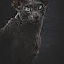 alert, animal, animal_portrait, blue_eyes, cat, closeup, cute, dark_background, ears, feline, fur, gray_cat, indoor, looking, mysterious, pet, portrait, sleek, studio, whiskers