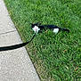 alone, animal, black_and_white, cat, daytime, domestic, feline, grass, grass_blade, green, leash, nature, outdoor, pet, quiet, resting, sidewalk, stubborn, summer, walk