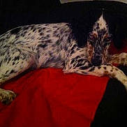 Ipso a rejoint le concours — aidez-le/la à gagner de superbes lots !