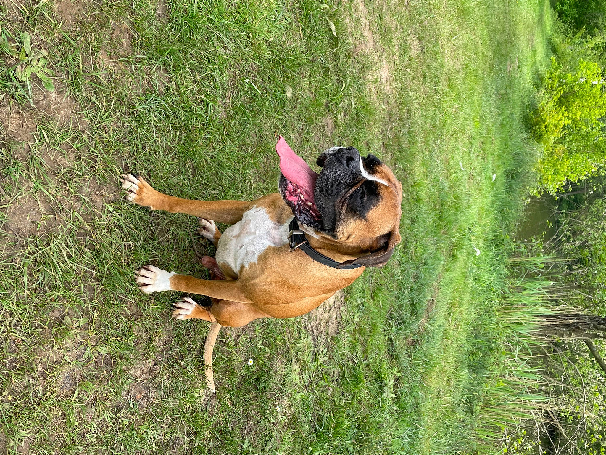 Olaf a rejoint le concours — aidez-le/la à gagner de superbes lots ! canidae, carnivore, companion_dog, dog, dog_breed, fawn, grass, grass_family, grassland, happy, lawn, leisure, meadow, pasture, people_in_nature, plant, sporting_group, tail, tree, working_animal