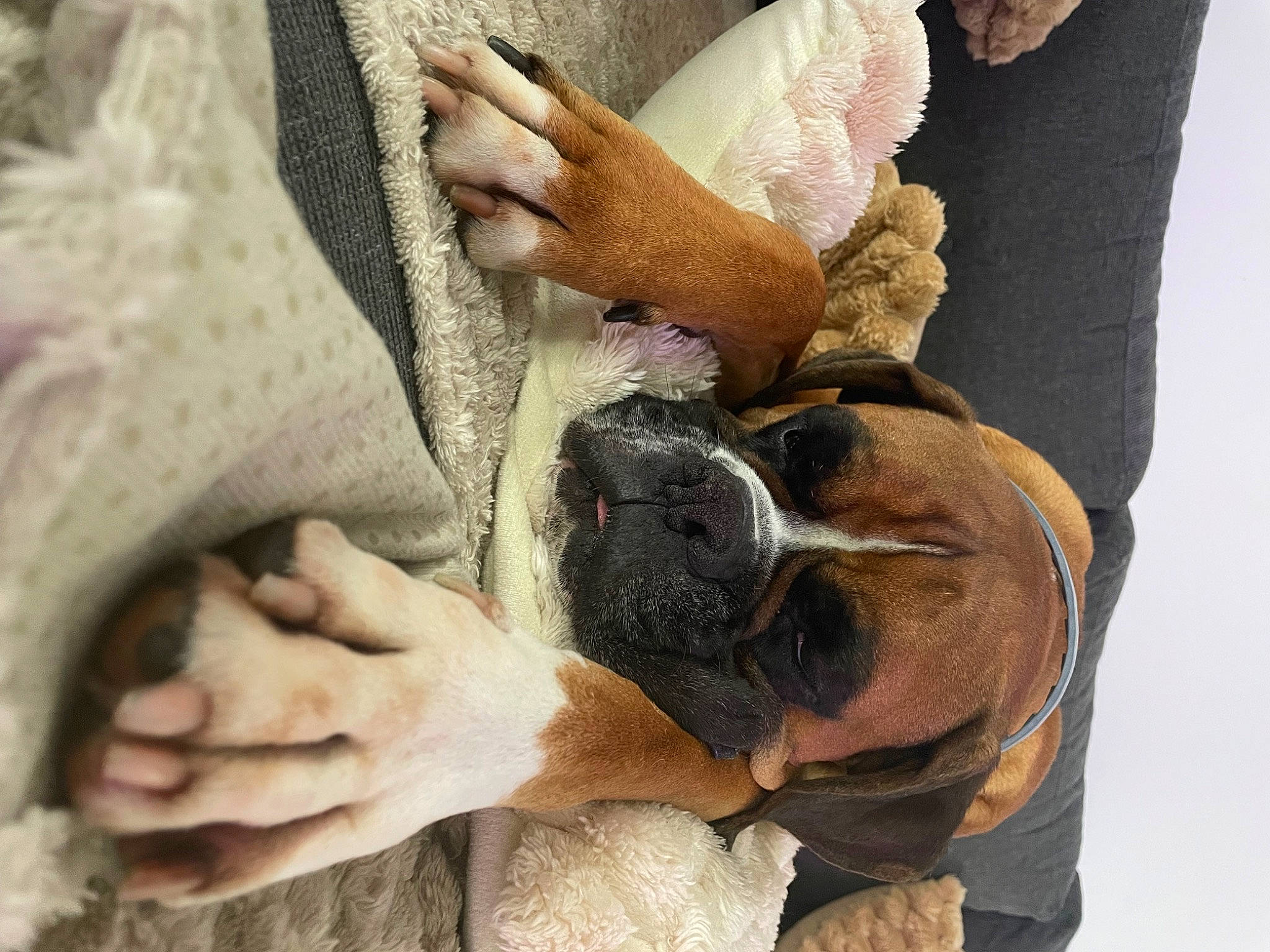 Olaf participe au concours pour gagner de l'argent avec cette photo : boxer, canidae, carnivore, comfort, companion_dog, dog, dog_breed, ear, fawn, fur, gesture, human_body, human_leg, nail, snout, sporting_group, toy_dog, working_animal, wrinkle, wrist