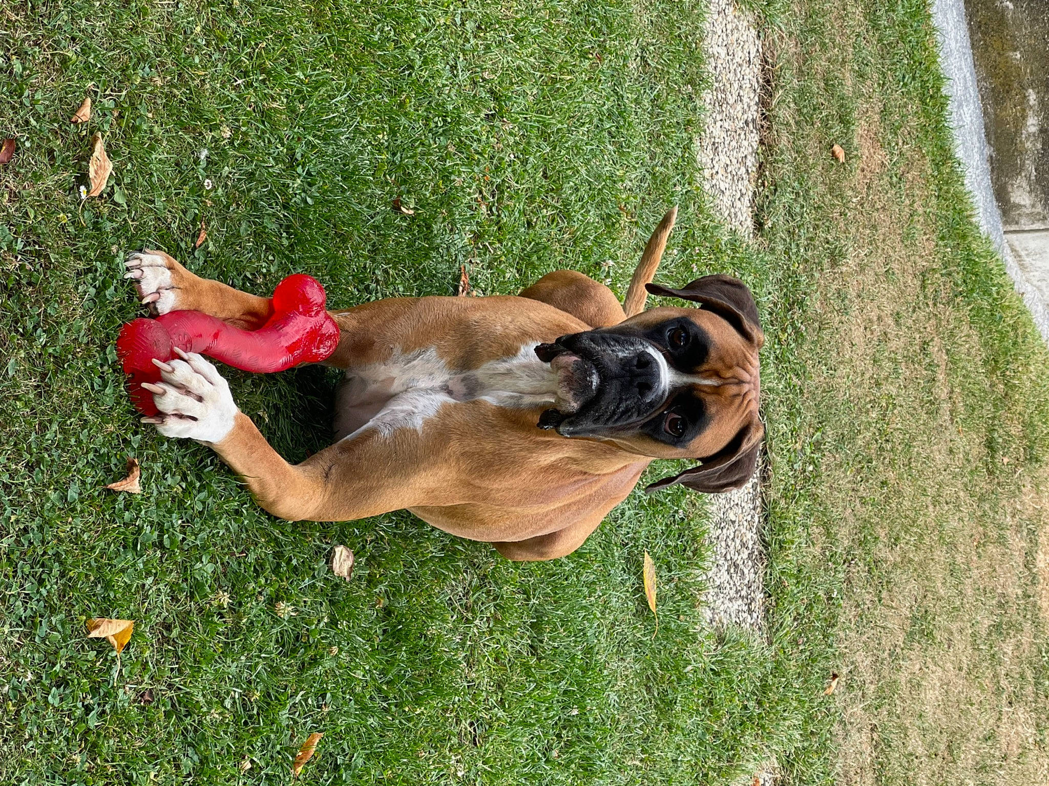 Olaf participe au concours pour gagner de l'argent avec cette photo : canidae, carnivore, companion_dog, dog, dog_breed, fawn, grass, grass_family, grassland, green, groundcover, guard_dog, lawn, pasture, plant, sporting_group, tail, terrestrial_animal, working_animal, working_dog