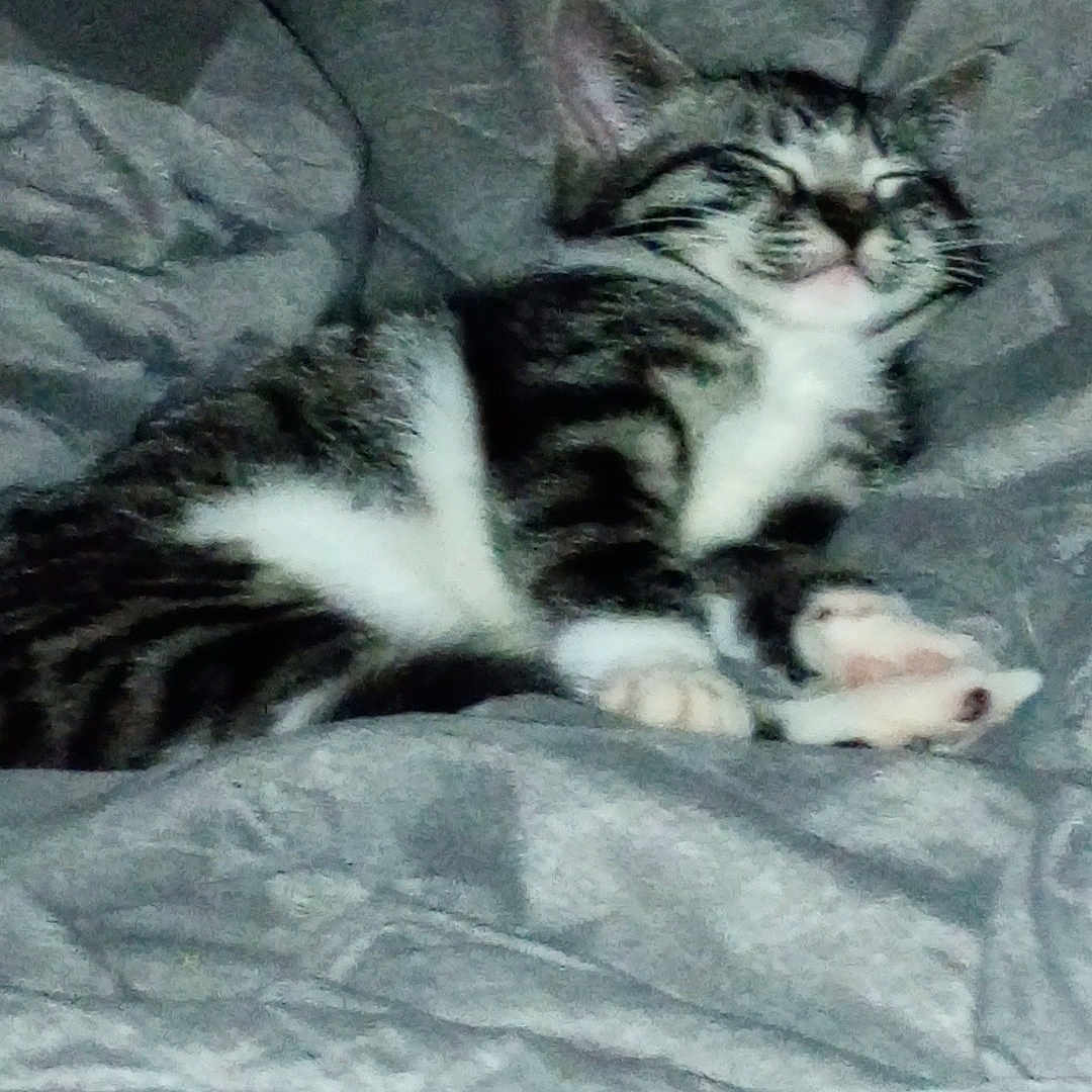 Simon