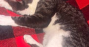 Simon is registered to the contest to win money with this photo: bell, black, blanket, cat, checkered, collar, cozy, curious, feline, fur, indoor, lying_down, pattern, pet, red, relaxed, tabby, whiskers, white_chest, white_paws