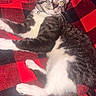 Simon is registered to the contest to win money with this photo: cat, tabby, white_paws, white_chest, collar, bell, blanket, red, black, checkered, pattern, indoor, pet, feline, relaxed, lying_down, fur, whiskers, curious, cozy
