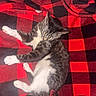 cat, animal, pet, feline, tabby, white_paws, blanket, red, black, checkered, indoor, cozy, resting, fur, whiskers, tail, floor, relaxed, comfort, house