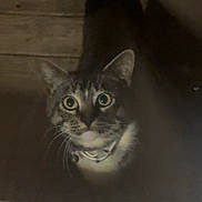 Simon is registered to the contest to win money with this photo: cat, animal, pet, indoor, night, glass_door, curious, looking_up, wooden_floor, collar, feline, whiskers, ears, face, eyes, domestic_animal, mammal, closeup, shadow, reflection