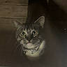 cat, animal, pet, indoor, night, glass_door, curious, looking_up, wooden_floor, collar, feline, whiskers, ears, face, eyes, domestic_animal, mammal, closeup, shadow, reflection