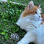 cat, turtle, grass, outdoor, pet, animal, fluffy, orange, white, nature, slow, small, closeup, relaxing, serene, greenery, wildlife, cute, companion, sunlight