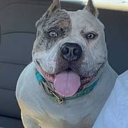 Diamond joined the competition — help win amazing prizes! dog, pitbull, tongue_out, smiling, pet, mammal, collar, car_backseat, headrest, window, road_sign, blanket, seat, passenger, close_up, white_fur, spotted_face, leash_clasp, human_shoulder, rear_window