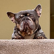 Yoda is registered to the contest to win money with this photo: dog, french_bulldog, pet, indoor, carpet, stairs, brindle, animal, close_up, portrait, paw, ears, face, looking, cute, expression, resting, canine, domestic, fur