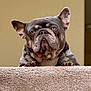 dog, french_bulldog, pet, indoor, carpet, stairs, brindle, animal, close_up, portrait, paw, ears, face, looking, cute, expression, resting, canine, domestic, fur