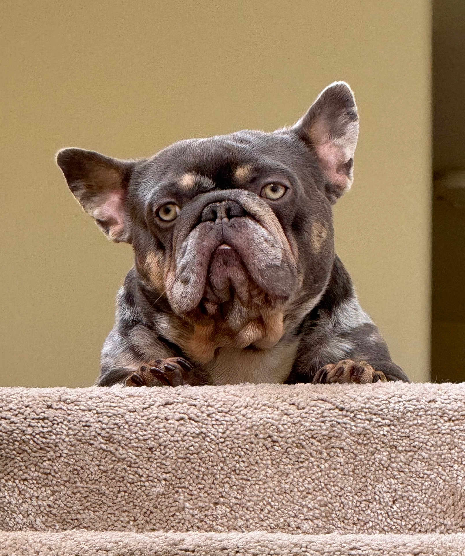 Yoda is registered to the contest to win money with this photo: dog, french_bulldog, pet, indoor, carpet, stairs, brindle, animal, close_up, portrait, paw, ears, face, looking, cute, expression, resting, canine, domestic, fur
