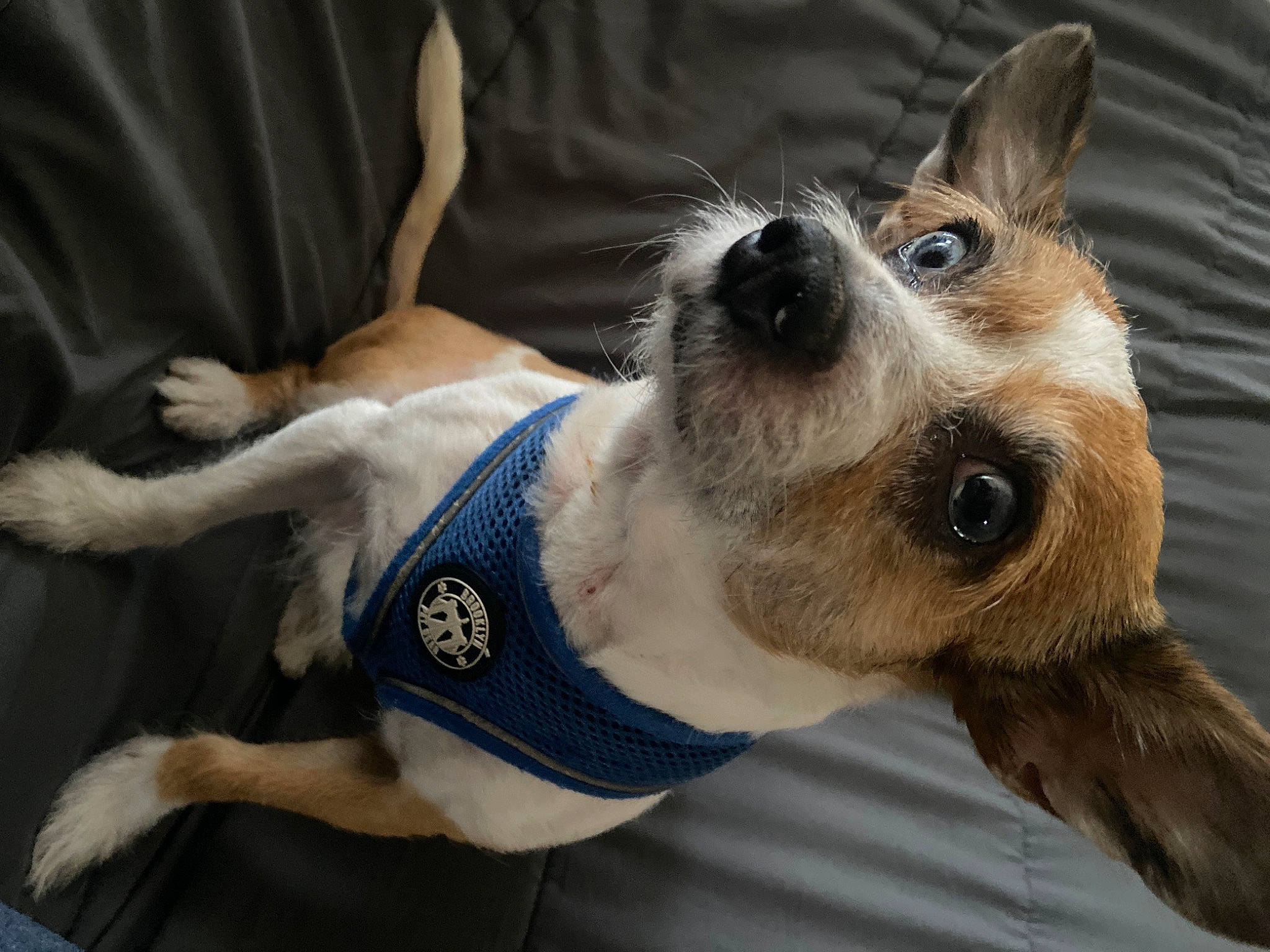 Basil is registered to the contest to win money with this photo: canidae, carnivore, collar, comfort, companion_dog, dog, dog_breed, dog_clothes, dog_collar, dog_supply, ear, eyewear, fawn, fur, pet_supply, snout, sporting_group, terrier, whiskers, working_animal