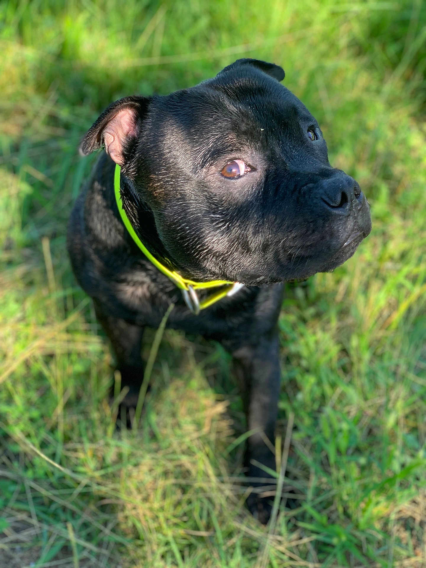 Saïko participe au concours pour gagner de l'argent avec cette photo : dog, black_dog, pet, grass, outdoor, animal, canine, collar, nature, sunlight, ears, fur, alert, greenery, muzzle, portrait, young_dog, side_view, daylight, field