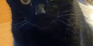 Midnight is registered to the contest to win money with this photo: animal, bird, blackcat, box, cat, computer, document, drivinglicense, electronics, furniture, idcards, kitten, laptop, manx, mobilephone, pc, pet, phone, receipt, text