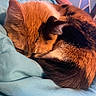 Astrid is registered to the contest to win money with this photo: cat, calico, sleeping, curled_up, fur, pet, animal, cozy, blanket, blue, indoor, resting, cute, soft, close_up, whiskers, ears, tail, relaxation, nap