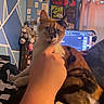 cat, calico_cat, pet, hand, person, indoor, room, poster, computer_screen, headphones, blue_wall, geometric_pattern, curtains, furniture, resting, lap, comfortable, cluttered, technology, animal