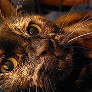 Peppa is registered to the contest to win money with this photo: animal, blanket, cat, close_up, cozy, cute, domestic, eye, face, feline, fur, indoor, pet, portrait, relaxed, resting, sleepy, soft, tortoiseshell, whiskers